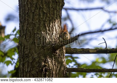 American Red Squirrel - Female, ((tamiasciurus Hudsonicus) Known As The Pine Squirrel, North America