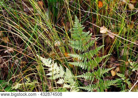 Defocus Fern Plant On Autumn Forest. Green Textured Close-up. Herbal Natural Fall Background. Dry Le