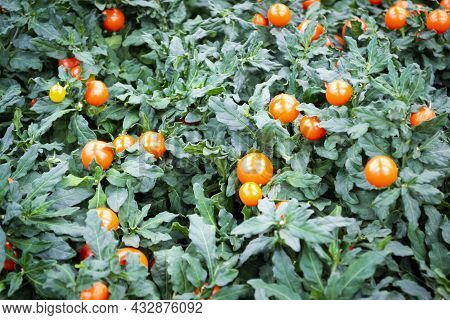 Potted Winter Cherry Plants Or Jerusalem Cherry Solanum Pseudocapsicum, Nightshade With Orange Fruit