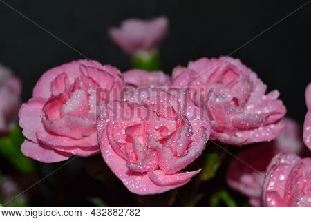 Lush Bush Of Bicolor Light And Dark Pink Dianthus Caryophyllus Of Caryophyllaceae,also Called Carnat