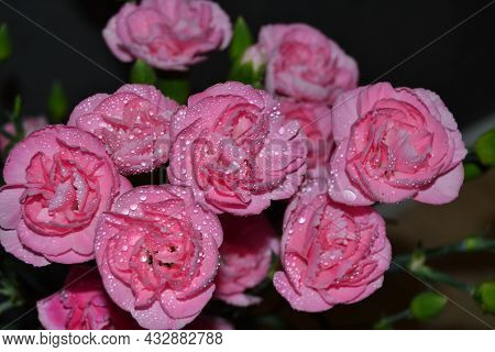 Lush Bush Of Bicolor Light And Dark Pink Dianthus Caryophyllus Of Caryophyllaceae,also Called Carnat