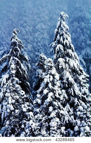 Pokryte śniegiem wiecznie zielone drzewa streszczenie w Waszyngtonie Snoqualme Pass