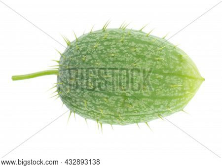 Ecballium Isolated On White Background. Ecballium Elaterium Or Wild Cucumber Pods. Top View.