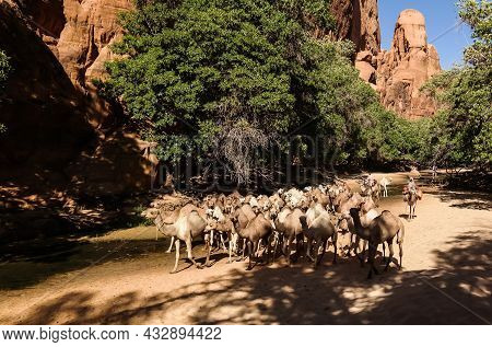 Portrait Of Drinking Camels In Canyon Aka Guelta Bashikele In East Ennedi, Chad