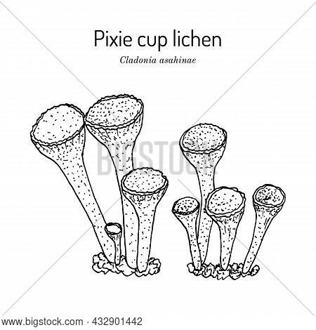 Pixie Cup Lichen Cladonia Asahinae , A Species Of Lichen In The Family Cladoniaceae. Hand Drawn Bota