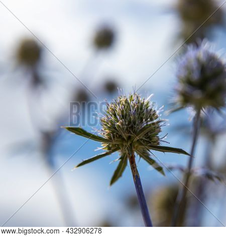 Closeup Photo Of Blue Glow Globe Thistles Echinops Bannaticus