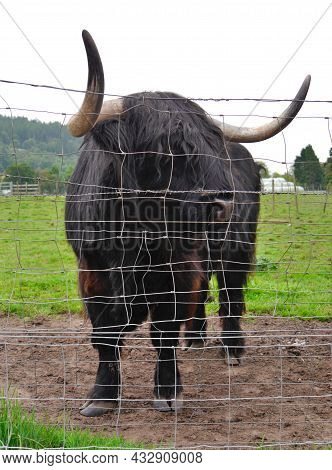 Close Up Of Black Highland Cow, Scottish Highlands, Scotland