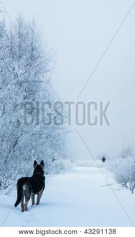 Собака и зимой