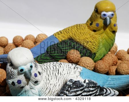 Budgie Duo