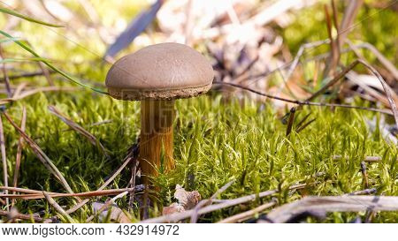 Mushroom Boletus Cupreus Grows On A Sunny Meadow In The Forest. Quiet Hunting. Mushroom Picking