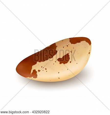 Brazil Nut Natural Kernel Tasty Nutrition Vector. Roasted And Salted Brazil Nut, Harvested Garden Tr