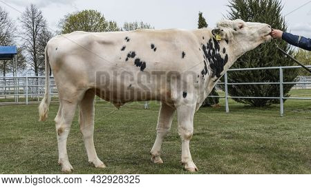 Bull-producer In The Show Rack. Images For The Agricultural Catalog. Production Of Sperm For Insemin