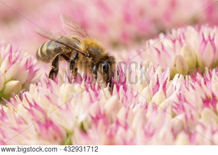 Honey Bee Collecting Pollen On Hylotelephium 'herbstfreude' (pink Sedum)
