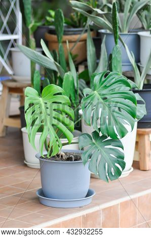 Monstera, Herricane Plant Or Swiss Cheese And Cactus
