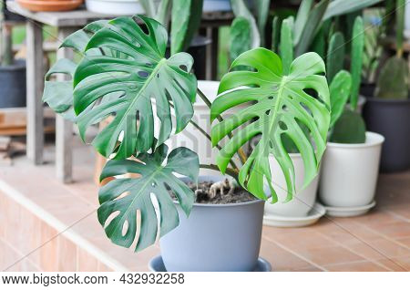 Monstera, Herricane Plant Or Swiss Cheese Plant