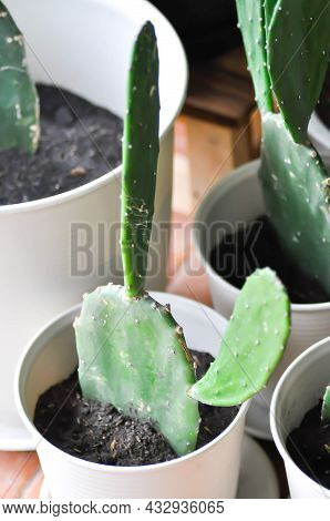 Cactus In The Flower Pot, Opuntia Plant