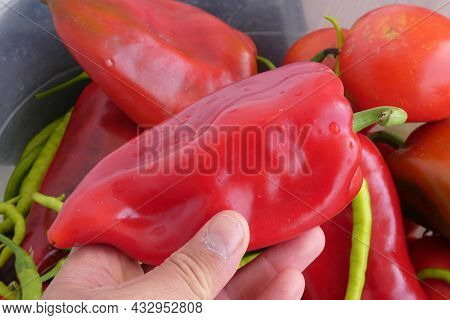 Close-up Capia Pepper,red Large Pepper,sweet Capia Pepper For Tomato Paste,