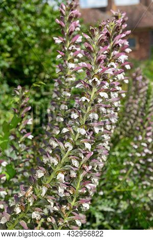 Sea Holly (acanthus Mollis) Flowers
