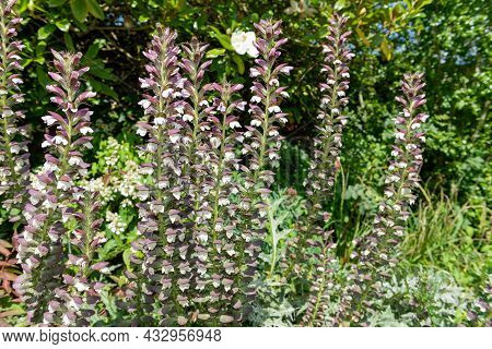 Sea Holly (acanthus Mollis) Flowers In Bloom