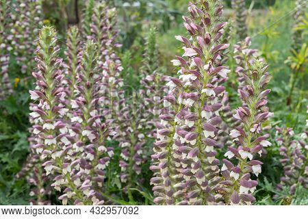 Sea Holly (acanthus Mollis) Flowers