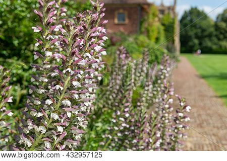 Sea Holly (acanthus Mollis) Flowers