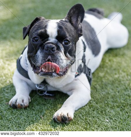 1-year-old Black And White Piebald Male Frenchie With One Floppy Ear Lying Down And Panting. Off-lea