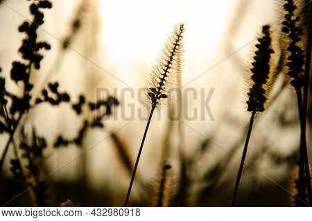 Selective Focus Inflorescences Of Dry Grass On Background Of Sunset With Copy Space. Silhouettes Of 