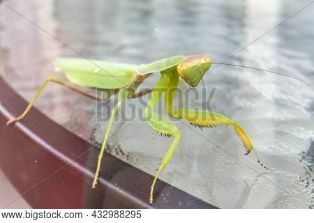 Green Mantis On The Glass Close Up. Flora.