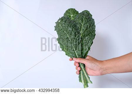Close Up Hand Holding Green Leaves Lacinato Kale, Is Characterized By Its Long, Dark Gray Leaves Tha