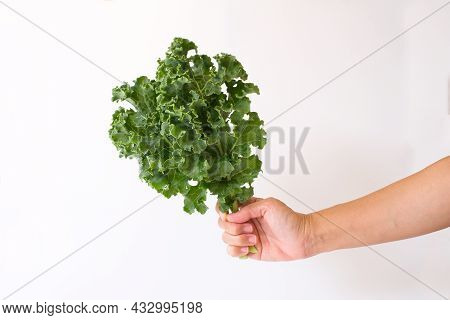 Close Up Hand Holding Green Leaves Curly Kale Isolated On White Background. The Bright Green Leaves 
