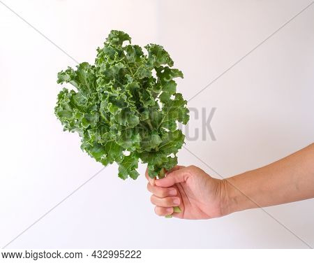 Close Up Hand Holding Green Leaves Curly Kale Isolated On White Background. The Bright Green Leaves 