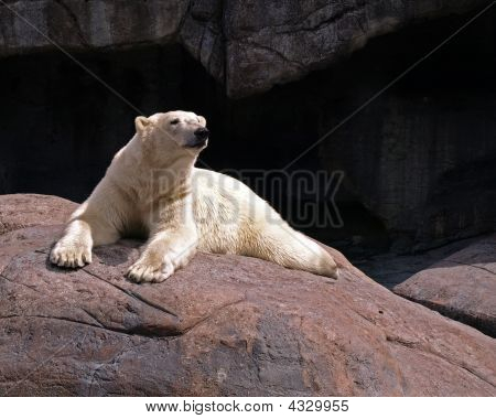 Polar Bear
