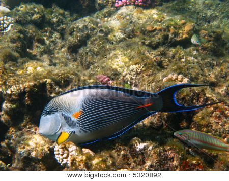 Sohal Surgeonfish ja Reef