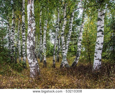 Birch grove.