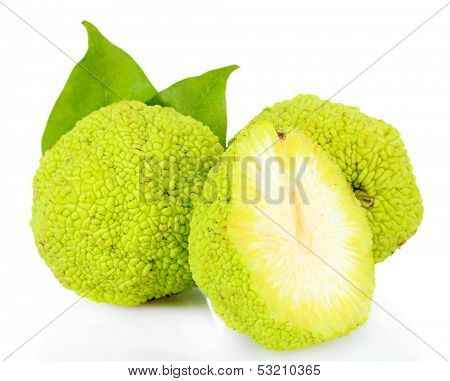 Osage Orange fruits (Maclura pomifera), isolated on white