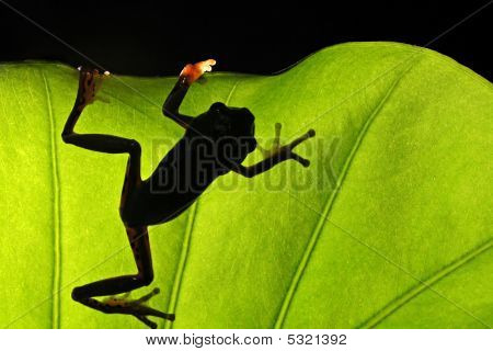 A Frog On A Leaf
