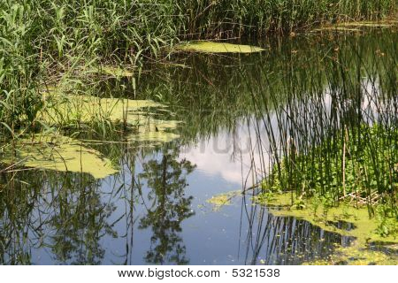 Marsh