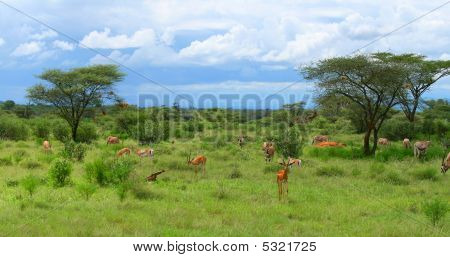 Wild Impala