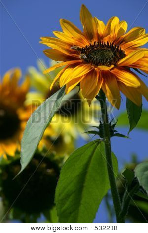 Včely na slunečnice