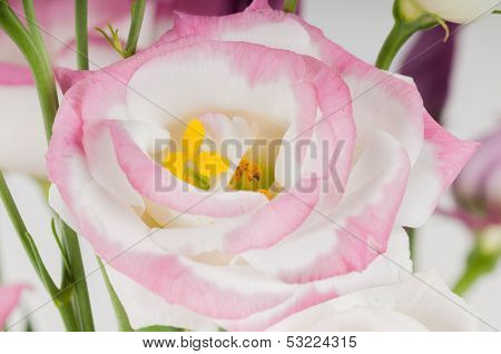 Macro eustoma flower