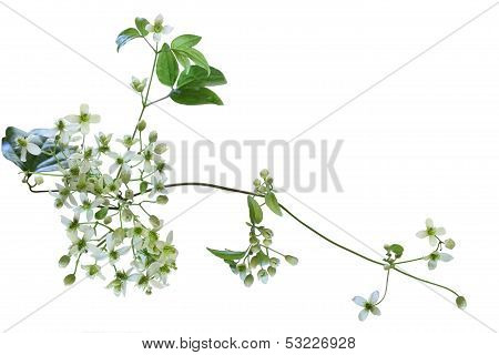 Clematis Virginiana Wildflower