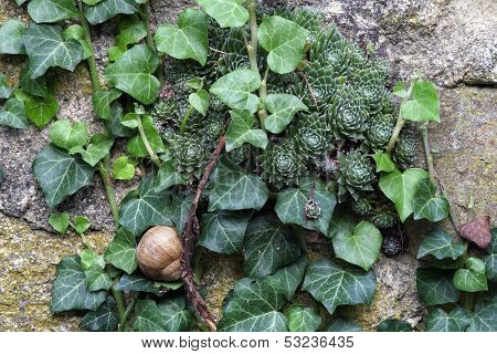 Overgrown Wall With Snail
