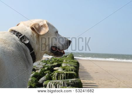 dog on the beach