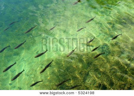 Migration