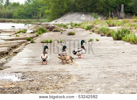 Ducks