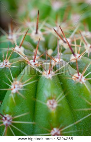 Makro foto af kaktus Bush.