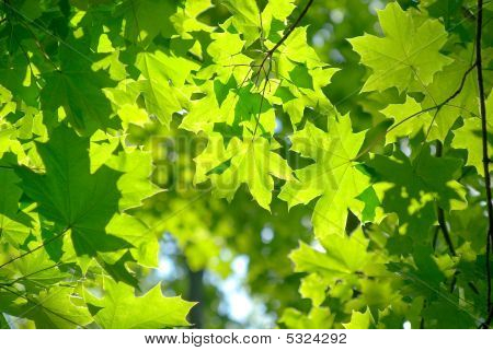 Foglie di acero verde fresco