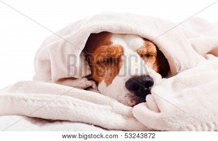 Dog Under A Blanket On White