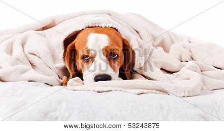 Dog Under A Blanket On White