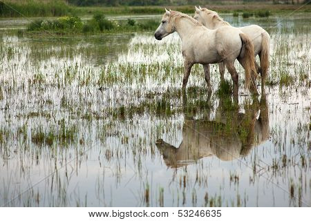 Camargue Horses